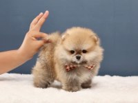 Pomeranian Boo Beneklerimiz