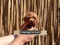 Red Brown Toy Poodle Yavrular