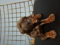 Kızıl Doberman Yavruları