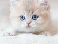 Bulunmaz Rengiyle BY Golden British Shorthair 