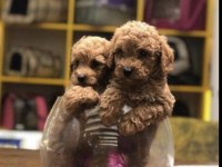 IRKININ EN İYİSİ TOY POODLE YAVRULARIM