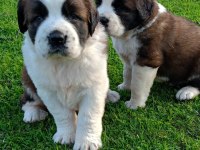 Saint Bernard dişi erkek mevcut