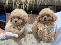 Maltipoo yavrularımız
