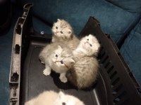 Scottish fold yavru kedimiz