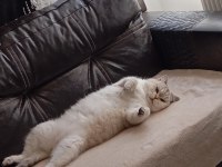 BRİTİSH SHORTHAİR KEDİMİZ