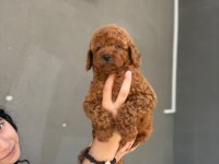 TOY POODLE BEBEKLERİ