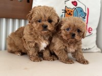Yasal ruhsatlı çiftlikde ziyarete açık maltipoo yavrular