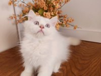 SHOW KALİTE, SAFKAN GOLDEN BRITISH LONGHAIR YAVRULAR HAZIR