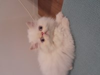 Exotik Shorthair ve Longhair