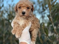 Toy poodle bebekler