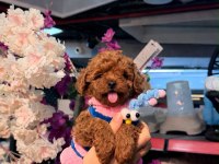 Toy poodle puppy