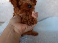 Erkek sağlıklı yavru poodle