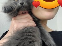 SOKAKTAN KURTULAN 2 KARDEŞ KEDİYE ACİL YUVA