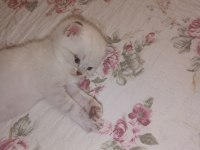 British shorthair kedi yavrusu