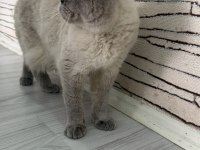 Scottish Fold Kedisi
