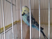 Kafesli muhabbet kuşu