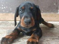 A scr üst düzey doberman yavruları