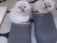 Scottish fold ve scottish straight erkek ile dişi
