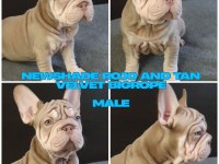 TÜRKİYE DE TEK VELVET BİGROPE FRENCH BULLDOG YAVRULAR