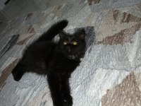 Orjinal british longhair sahiplendirilecektir