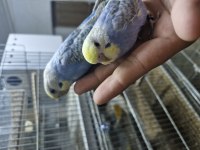 Üreticiden Ele alışkın muhabbet kuşu bebekler