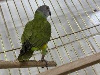 Yavru Senegal Papağanı