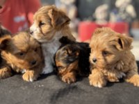 Ankaranın en seçkin tea cup morkie yavruları