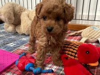 Aile ortamından toy poodle yavrusu