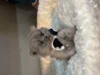 British Longhair Bebekler