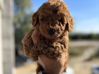 Teacup boy red brown Poodle Köpekler