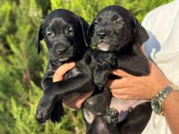 Cane corso bebekler