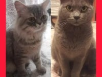 Russian blue yavruları