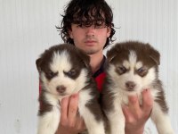 A kalite mavi gözlü husky yavrularımız
