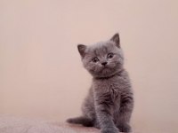 Anne British longhair baba British shorthair