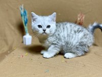 Safkan Oyuncu Silver British Shorthair Yavrumuz