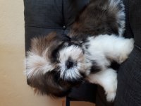 Şecereli shih tzu yavrular