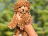 Saf Kan Kore Poodle