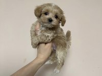 KİLO BOY GARANTİLİ MALTİPOO YAVRULAR