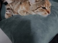 Temas bağımlısı kedimiz ismi çiçek.
