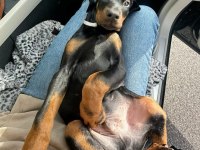 Kalite Ve Heybetin Birlieştiği Tek Cins Doberman