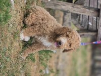 Goldendoodle yavrularımız