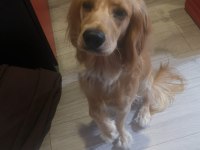 Eğitimli arkadaş canlısı american cocker