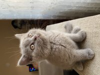 British shorthair Yavrularımız
