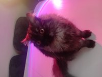 British longhair 5 aylık yavrumuz