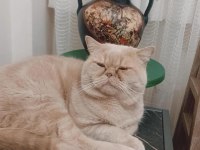 Kedimize Acil Yuva Aranıyor Bulunmazsa Yuvaya Verilecek