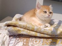 Çok güzel safkan golden british shorthair kızımız