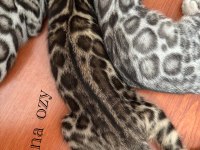 Healthy Bengal Kittens – WCF Papers Included
