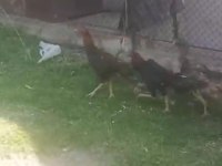 4+2 Hint tavuğu isteyene gider
