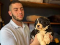 Zekasıyla Şaşırtır Sevgisiyle Isıtır Border Collie