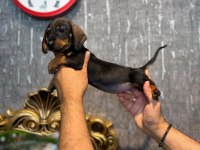 Irk Ve Sağlık Garantili Dachshund (Sosis) Yavrularımız
